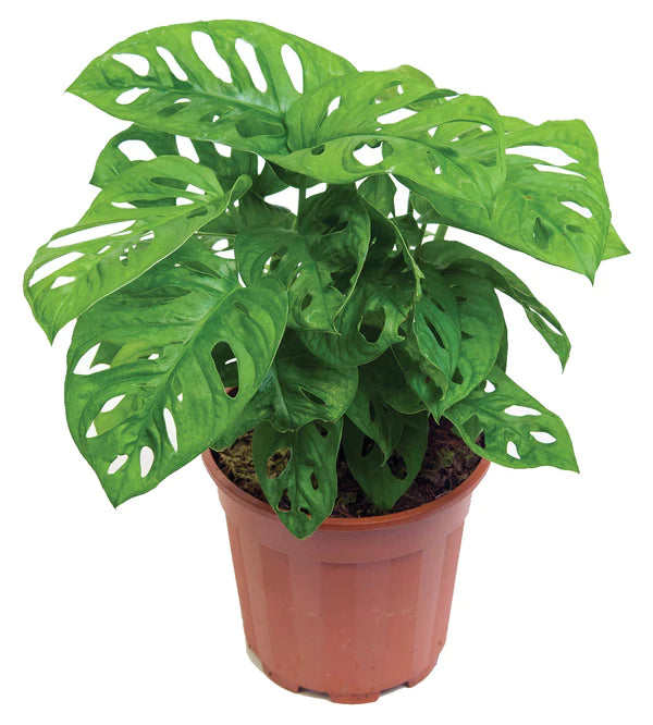 Swiss Cheese Plant