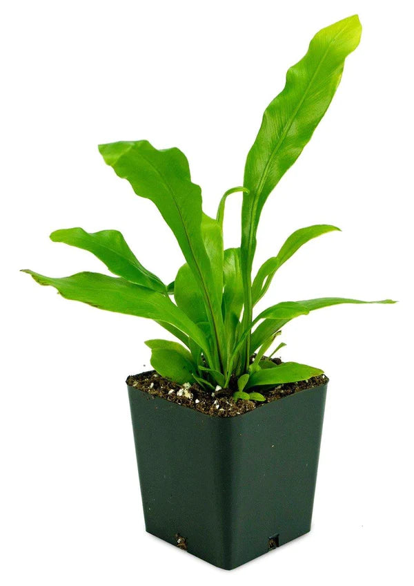 Bird’s Nest Fern