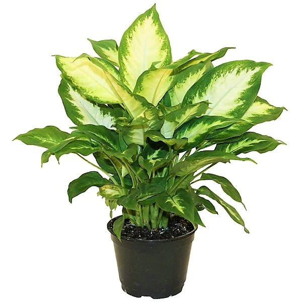 Dieffenbachia Camilla