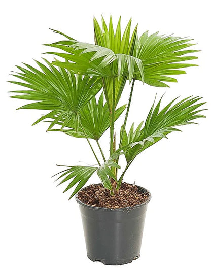 Livistona Palm