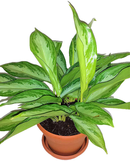 Aglaonema “Silver Queen”