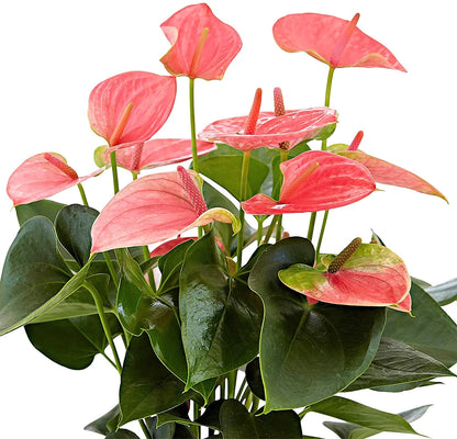 Flamingo Flower