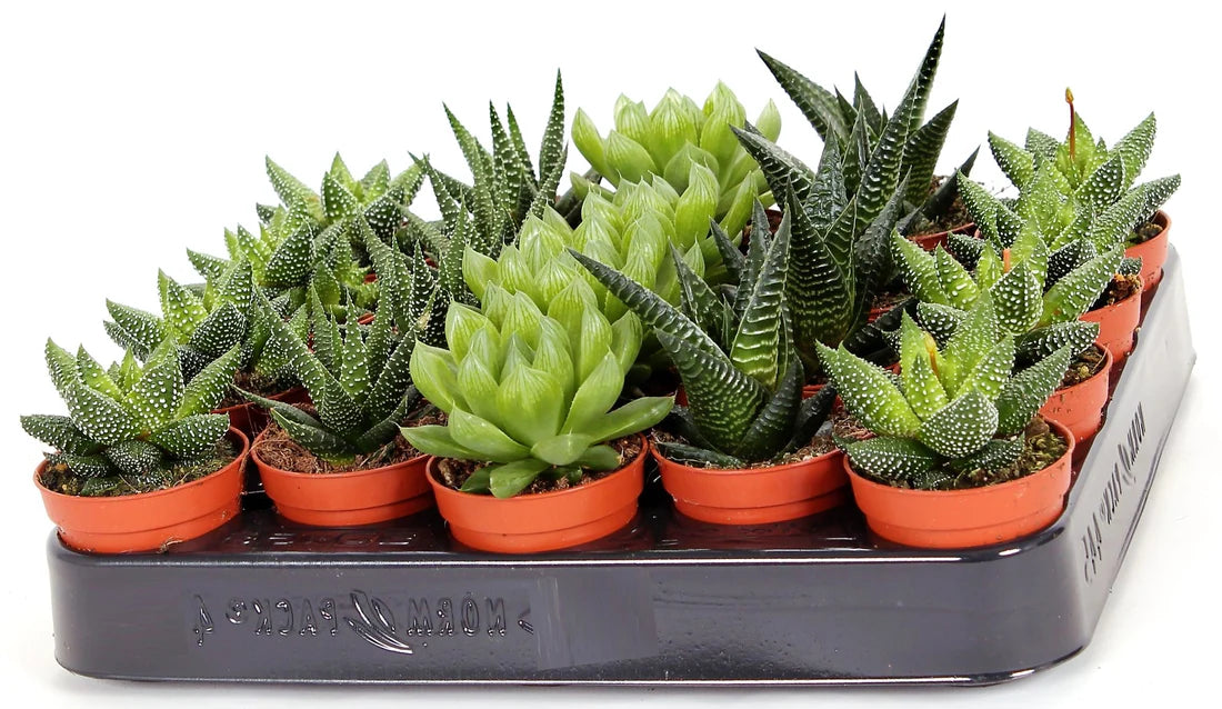 Mini succulents Haworthia