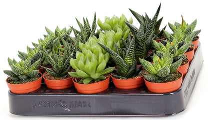 Mini succulents Haworthia