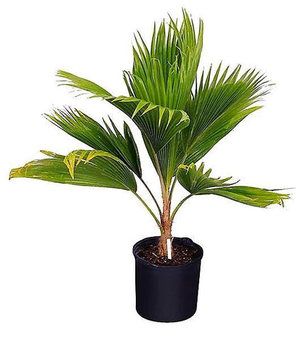 Fiji Fan Palm