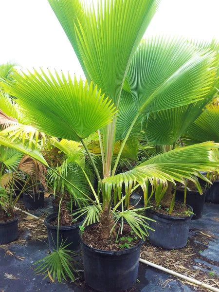 Fiji Fan Palm