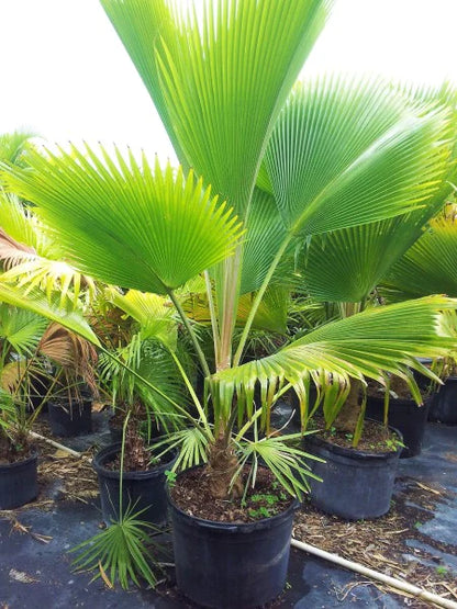 Fiji Fan Palm
