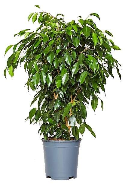 Ficus Benjamin