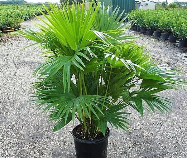 Chinese Fan Palm