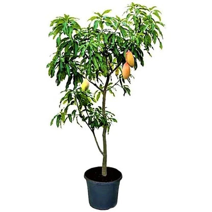 Mango Tree