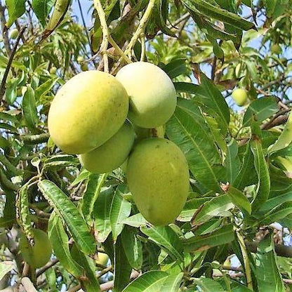 Mango Tree