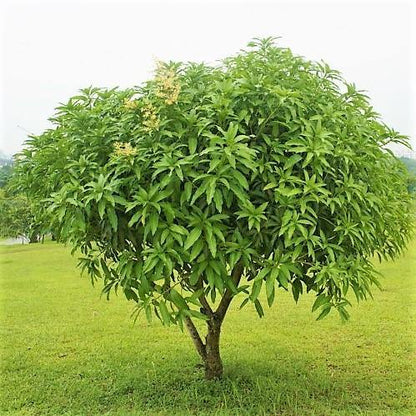 Mango Tree