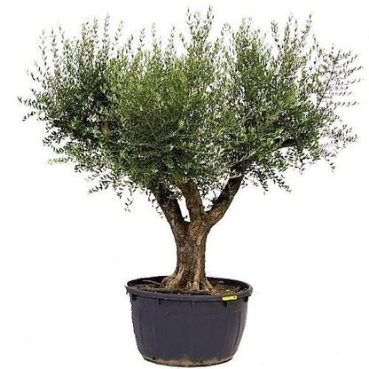 Olive Tree, Olea Europaea
