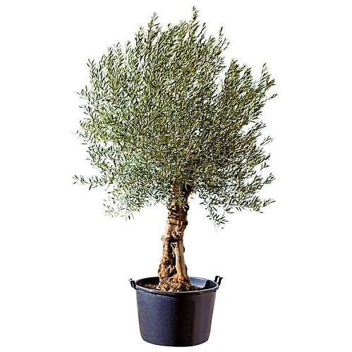 Olive Tree, Olea Europaea