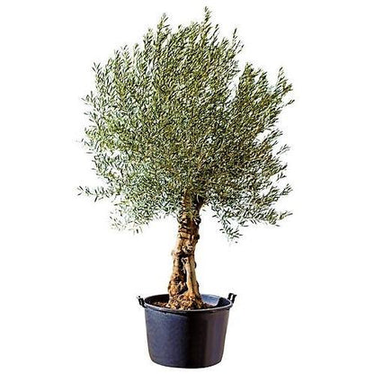 Olive Tree, Olea Europaea