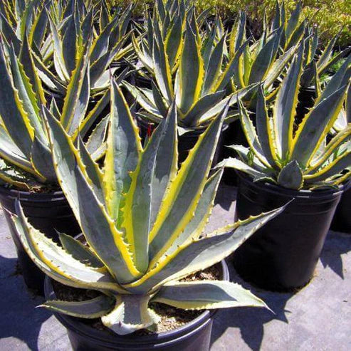 Agave Variegated