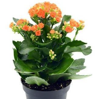 Flaming Katy 'Kalanchoe'