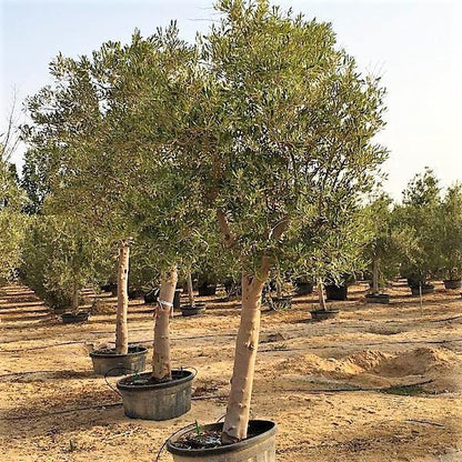 Olive Tree, Olea Europaea