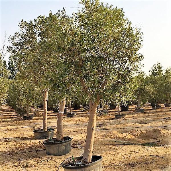 Olive Tree, Olea Europaea