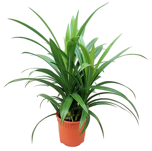 Pandanus Green