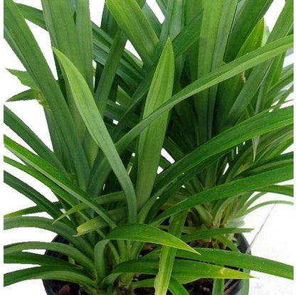 Pandanus Green