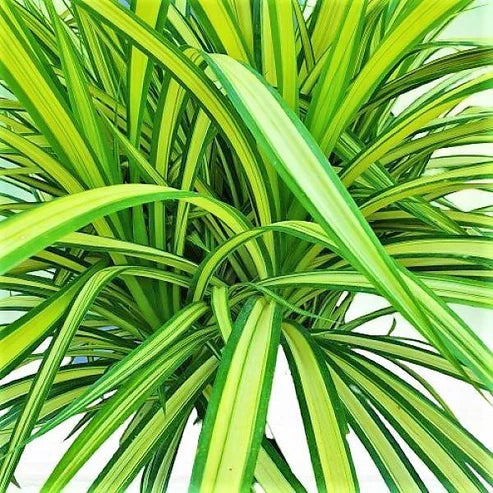 Pandanus Variegata