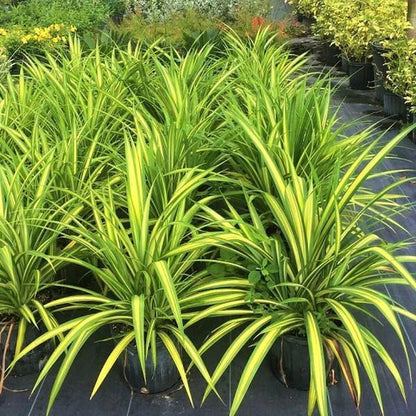 Pandanus Variegata