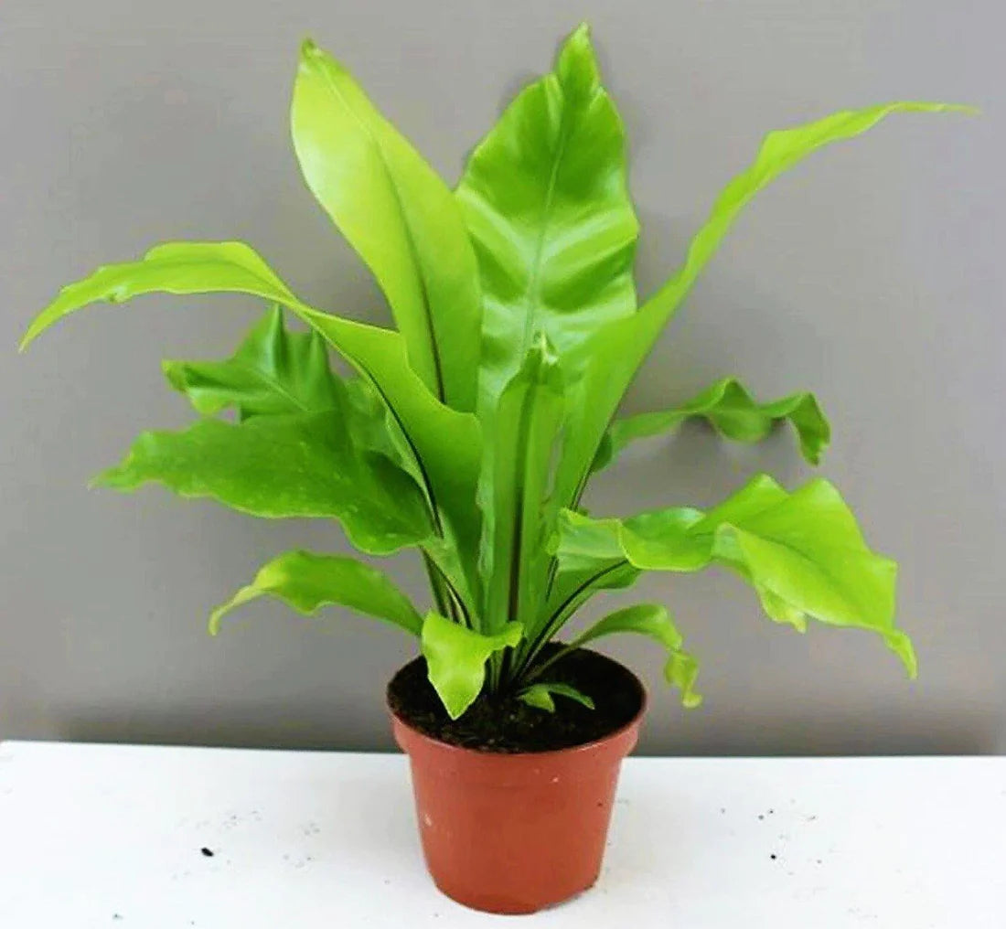 Bird’s Nest Fern