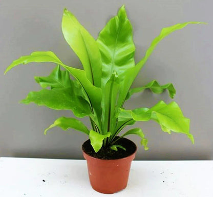 Bird’s Nest Fern
