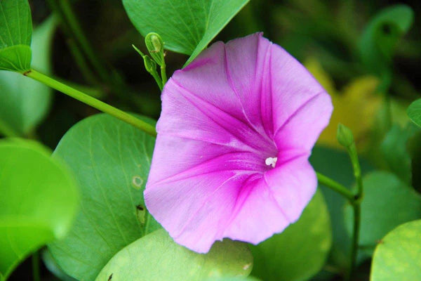 Ipomoea Pes-Caprae