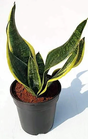 Snake Plant Indoor