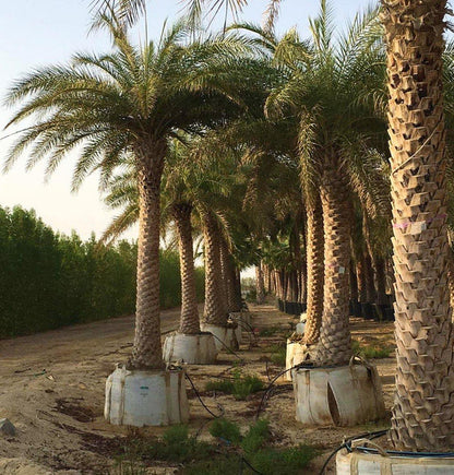 Silver Date Palm