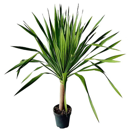 Dracaena Draco