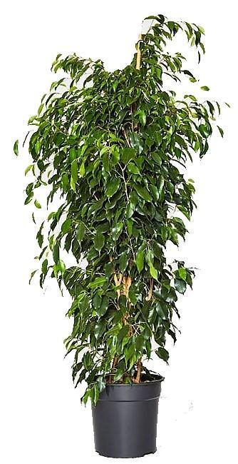 Ficus Benjamin