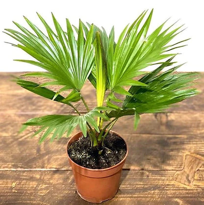 Livistona Palm