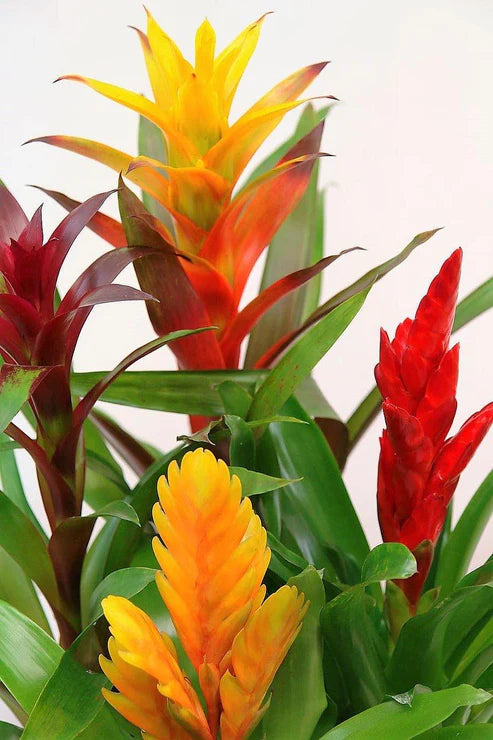 Guzmania