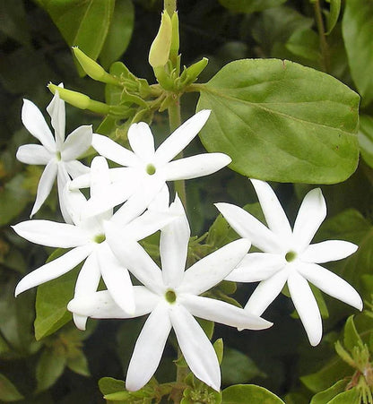 Jasmine Climber