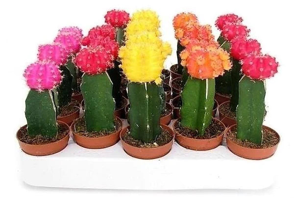 Gymnocalycium mix 10-15 cm