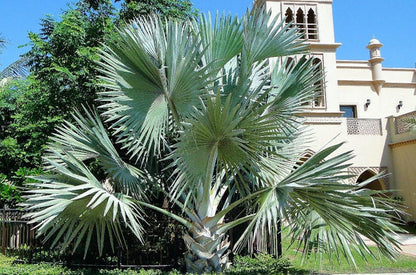 Bismark Palm