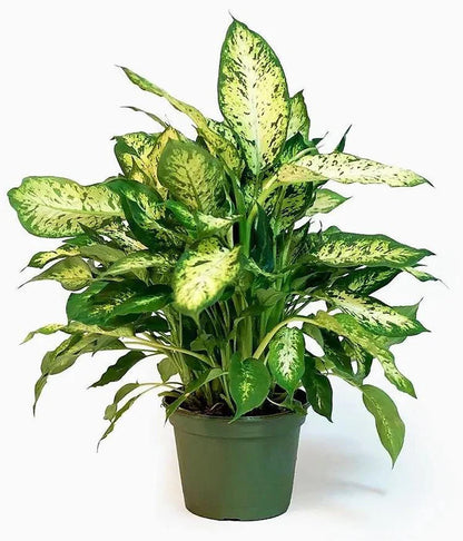 Dieffenbachia Compacta