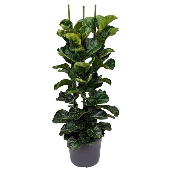 Fiddle Leaf Fig