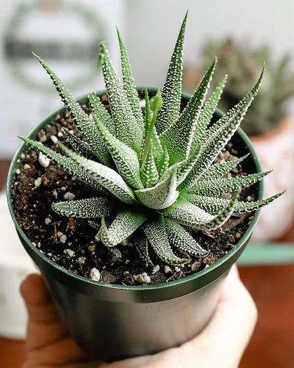 Zebra Cactus, Haworthia Fasciata Concolor
