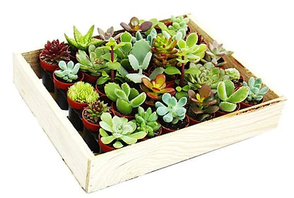 Mini succulents