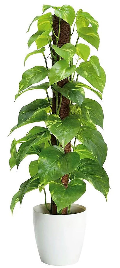 Money Plant
