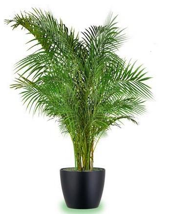 Areca Palm Indoor