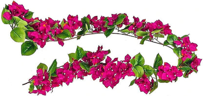 Bougainvillea Spectabilis