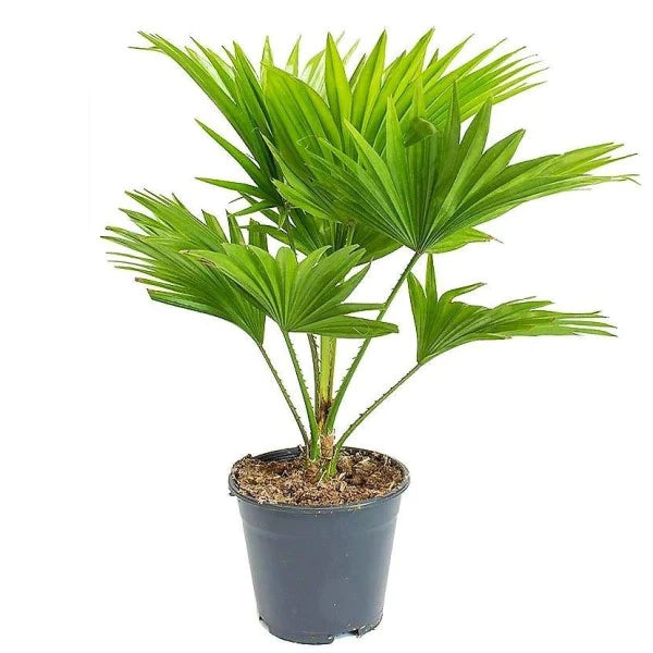 Chinese Fan Palm