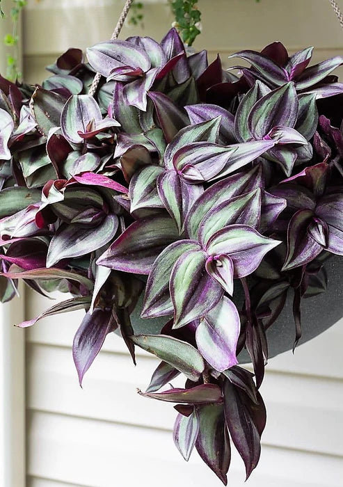 Wandering Jew