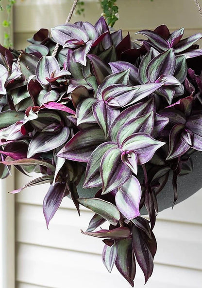 Wandering Jew