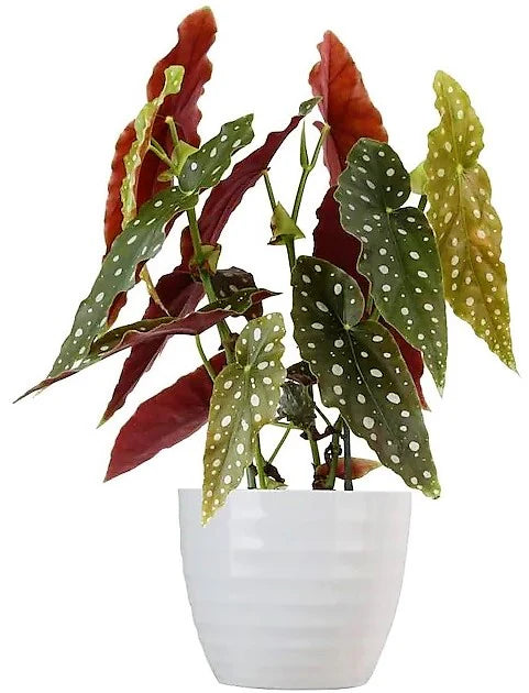 Polka Dot Begonia